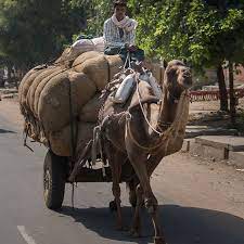 The present highway 4 alignment follows the approximate route of an early emigrant trail over the sierra nevada that was improved in. Camels Are Employed To Carry People And To Pull Carts With Loads Of Heavy Goods In Rural Areas Of India It Is A Means Of Transpor Pull Cart Rural Area Camels