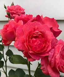 There are various, flowers dp for whatsapp in this article which would look very glamorous as a profile picture. Dp Flowers Posts Facebook