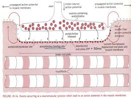 Neuromuscular Transmission