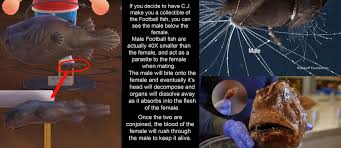 Source for information on football fish: The Male Football Fish In Animal Crossing New Horizons Gamingdetails