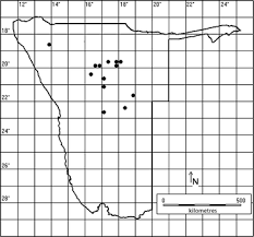 Image result for Pteronia acuminata