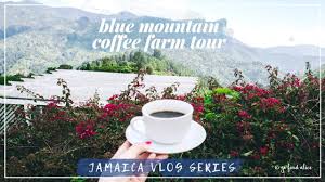 Maybe you would like to learn more about one of these? Jamaica S Blue Mountain Coffee Farm Tour How To Make The Best Pour Over Coffee Youtube