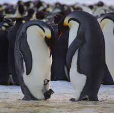 How long is an emperor penguin pregnancy? Emperor Penguin Breeding Cycle Australian Antarctic Program