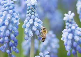 Knowing how to attract bees is essential to the growth of a healthy and productive vegetable garden. The Best Flowers For Bees Bob Vila