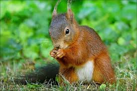 Eichhornchen Jahreszeiten Galerie Community Eichhornchen Tiere Tierbilder