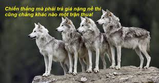Kết quả hình ảnh cho Cho soi.png