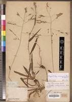 Image result for Megastachya mucronata