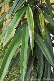 Image result for Ficus barteri