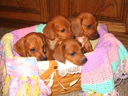 Join our community of paw lovers across the u.s. Dapple Dachshund Puppies For Adoption The Y Guide