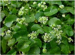 Image result for Embelia welwitschii