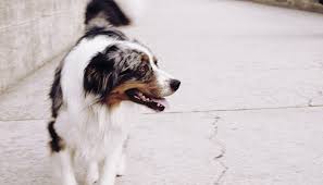 She gets along well with other dogs. Michigan Lost Found Pet Resources Puppy Leaks