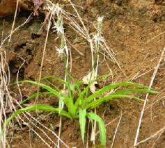 Image result for Chlorophytum gallabatense