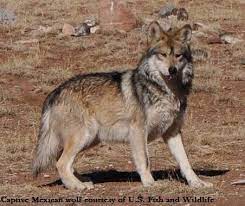Texas Grey Wolf Mexican Wolf Mexican Gray Wolf Grey Wolf