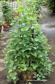 Image result for Psophocarpus grandiflorus