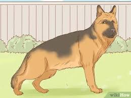 Find german shepherd dog puppies and breeders in your area and helpful german shepherd dog information. 5 Ways To Identify A German Shepherd Wikihow