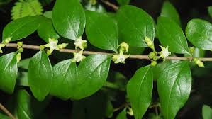 Image result for Canthium