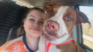 Wilkes County NC Lost and Found Pets