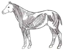 Equine Anatomy And Physiology As Applied To Equine Therapy