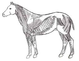 equine muscular system