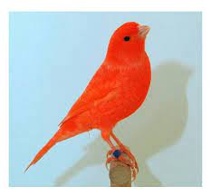 Pin Em Aves E Passaros