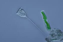 Image result for Volkiella disticha