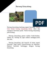 Download now jenis jenis burung kenyalang. Burung Kenyalang