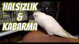 muhabbet kuslarin ishal ve kabizlik nedenleri tedavisi youtube