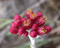 Image result for Helichrysum decorum
