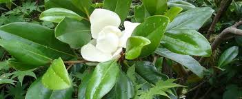 This magnolia blooms from june till frost in my zone 7 ny garden. Southern Magnolia Magnolia Grandiflora Edith Bogue