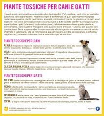 Molte specie aromatiche coltivate hanno proprietà interessanti, ad esempio balsamiche, antinfiammatorie e depurative. Pin Su Schede Tecniche