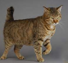 22 Rarest And Most Unique Cat Breeds Pixie Bob Cats Beautiful Cat Breeds Cat Breeds