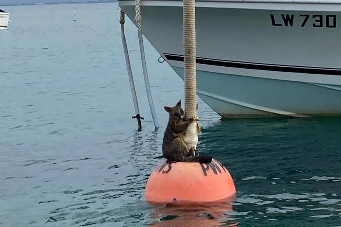 Look: Possum clinging to buoy off Australian coast rescued - UPI.com
