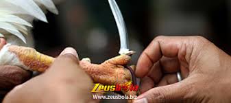 Ayam dengan taji pisau biasanya berasak dari ayam ras khusus yang dirawat dan dilatih secara intensif untuk memastikan ayam tersebut sebagai ayam apk sv388 merupakan situs agen sabung ayam taji pisau live streaming terbaik yang banyak direkomendasikan oleh komunitas pecinta ayam. Cara Meningkatkan Pukulan Sabung Ayam Taji Pisau Dewazeus