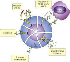 The goal of this therapy is to help prevent hospitalizations, reduce viral loads and lessen symptom severity. Role Of Igg Fc Receptors In Monoclonal Antibody Therapy Of Cancer Sciencedirect