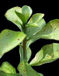 Image result for Synadenium grantii