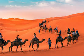You don't have to go to the desert to see camels. 43 Top Morocco Desert Tours 2021 Best Morocco Tours Incomparable