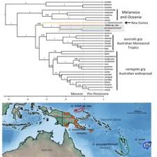 Image result for Costularia natalensis