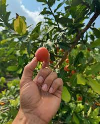 Image result for Garcinia livingstonei