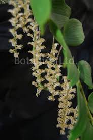 Image result for Diaphananthe