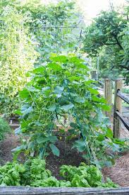 This Birmingham Couple Reaps 500 Pounds Of Produce From Their 600 Square Foot Garden Square Foot Gardening Pole Bean Trellis Tall Plants
