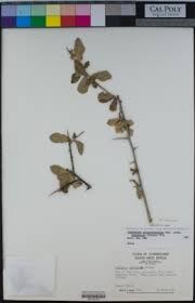 Image result for Commiphora fulvotomentosa