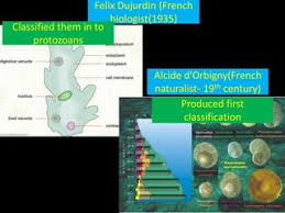 Radiolaria And Phaeodaria | Springerlink