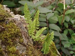 Image result for Woodsiaceae