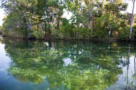 Because of its wide circumpolar distribution, it is listed as least concern on the iucn red list. Patrice K Connors On Twitter Manatee Spits Out Ring Tailed Vontsira 2019mmm