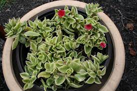 Get beautiful succulent flowers easily. Mezoo Such A Curious Plant Looks Like A Succulent And Then These Tiny Red Flowers Bloom Stays Alive In My Garage Over The Wi Succulents Plants Nature Garden