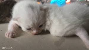 Sementaranya kakinya tebal, pendek, dan kuat. Bayi Kucing Persia Umur 10 Hari Anak Kucing Persia Mix Kampung Youtube