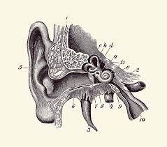 Download the best powerpoint background templates and ppt themes for your business and educational presentations with full editing features available Human Inner Ear Anatomy Diagram Vintage Print 2 Drawing By Vintage Anatomy Prints