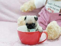 Pin By Linda Kuryla On Pugs And Kisses Teacup Pug Pug Puppies Teacup Puppies