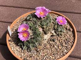 2419 x 3226 jpeg 741 кб. Colorado Cactus Succulent Society Home