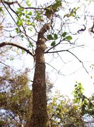 Image result for Rhoicissus tridentata